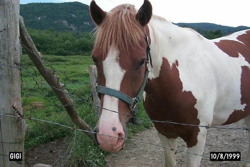 Horse breed - Paint Horse (Equus caballus) {!--말::페인트 품종-->; DISPLAY FULL IMAGE.