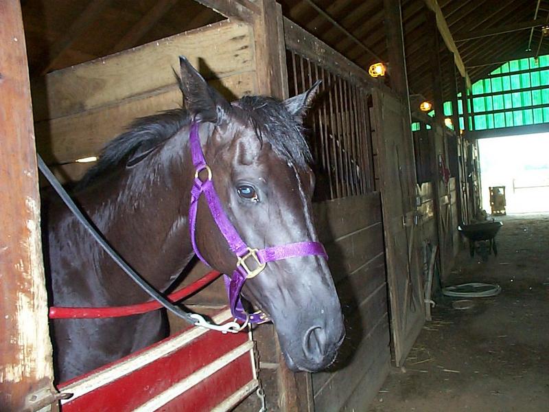 Horse breed - Thoroughbred (Equus caballus) {!--말::서러브레드 품종-->; DISPLAY FULL IMAGE.