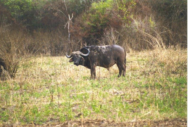 African Buffalo (Syncerus caffer) {!--아프리카물소-->; DISPLAY FULL IMAGE.