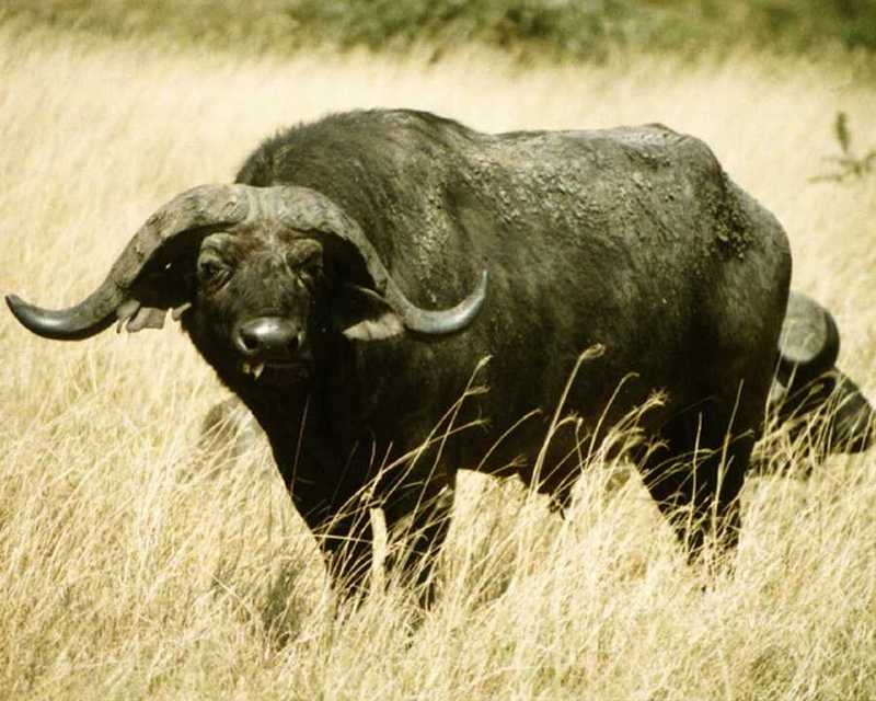 African Buffalo (Syncerus caffer) {!--아프리카물소-->; DISPLAY FULL IMAGE.