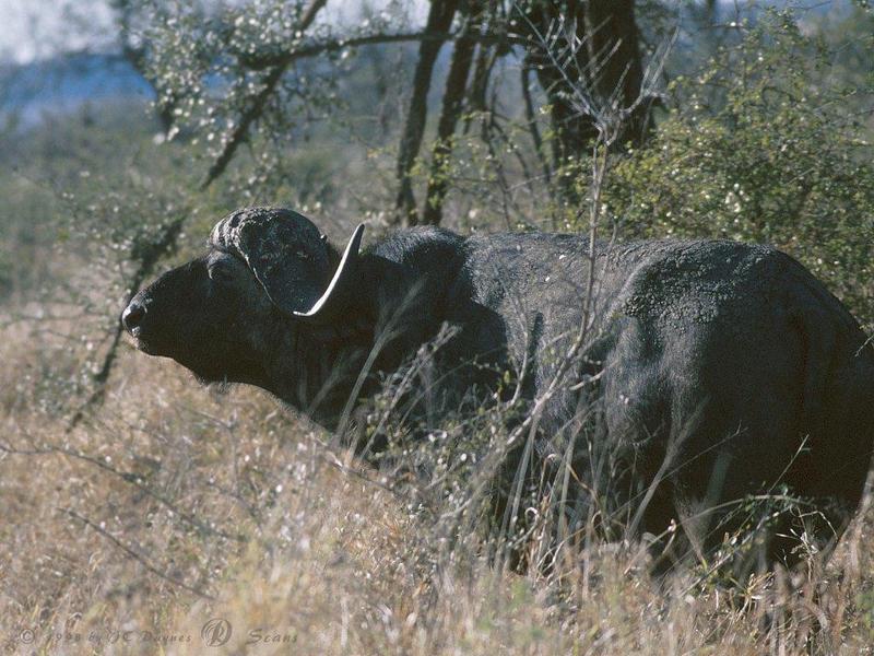 African Buffalo (Syncerus caffer) {!--아프리카물소-->; DISPLAY FULL IMAGE.