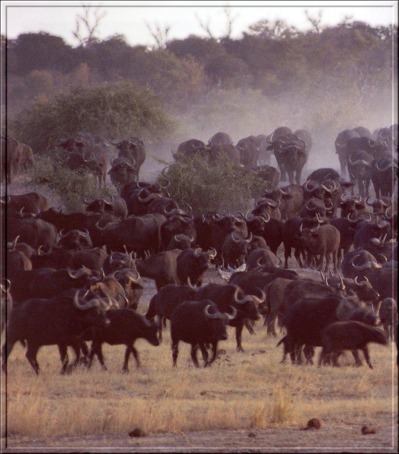 Cape Buffalo herd (Syncerus caffer caffer) {!--아프리카물소-->; DISPLAY FULL IMAGE.