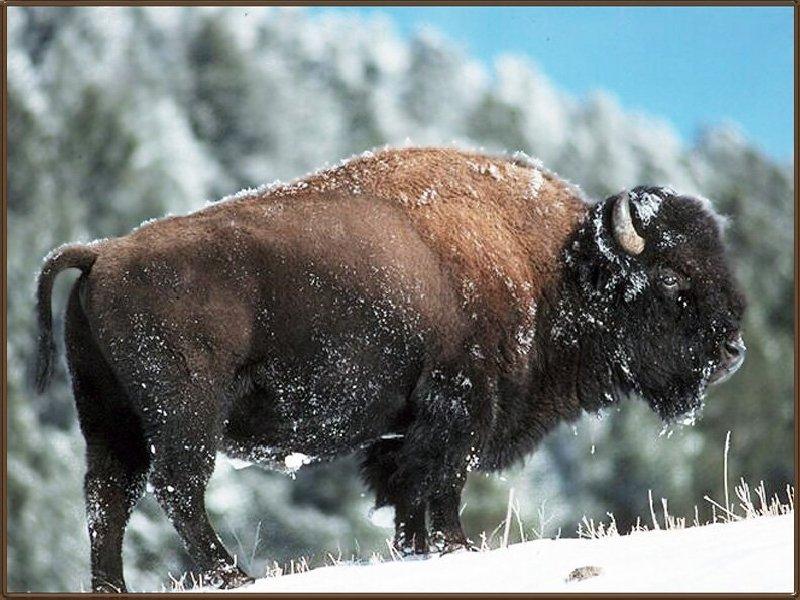 American Bison (Bison bison) {!--아메리카들소-->; DISPLAY FULL IMAGE.