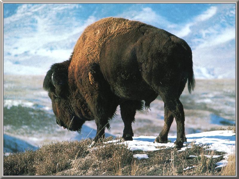 American Bison (Bison bison) {!--아메리카들소-->; DISPLAY FULL IMAGE.