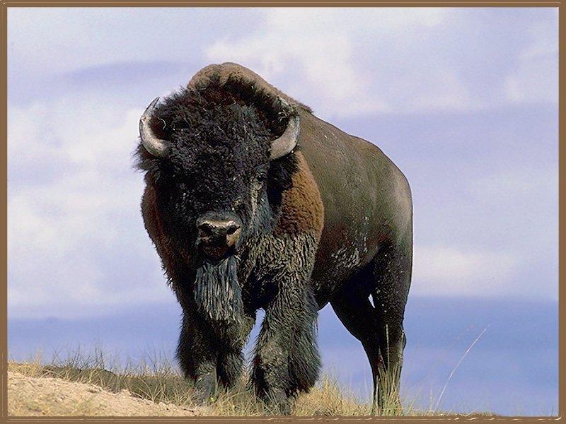 American Bison (Bison bison) {!--아메리카들소-->; DISPLAY FULL IMAGE.