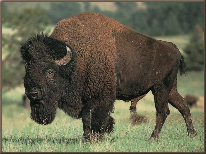 American Bison (Bison bison) {!--아메리카들소-->; DISPLAY FULL IMAGE.