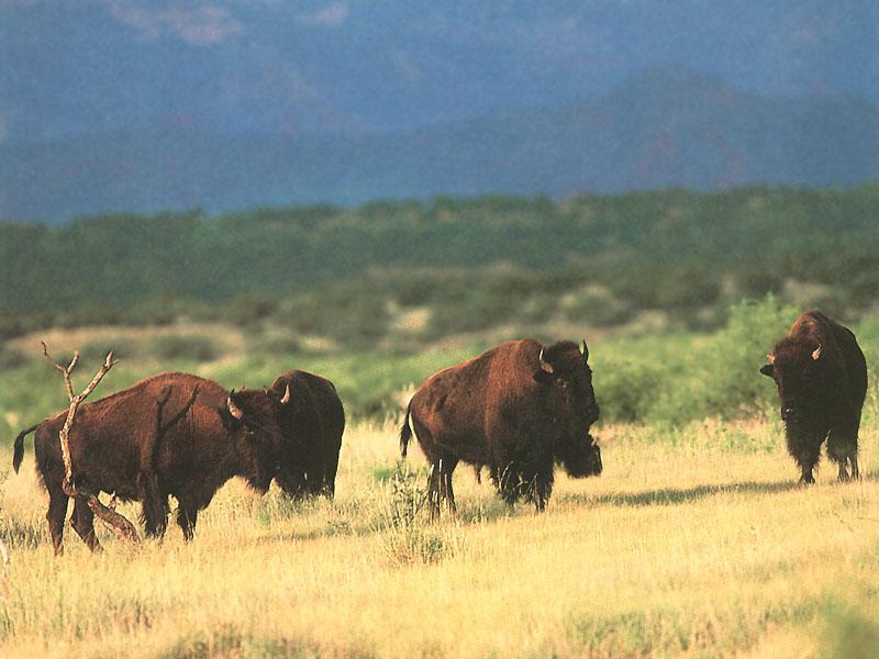 American Bison herd (Bison bison) {!--아메리카들소-->; DISPLAY FULL IMAGE.
