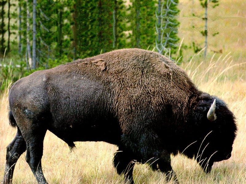 American Bison bull (Bison bison) {!--아메리카들소-->; DISPLAY FULL IMAGE.