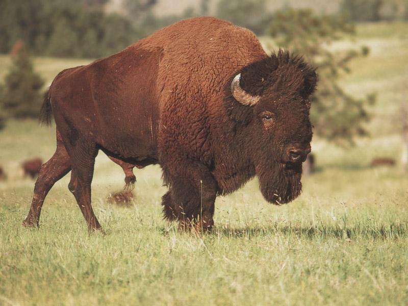 American Bison (Bison bison) {!--아메리카들소-->; DISPLAY FULL IMAGE.