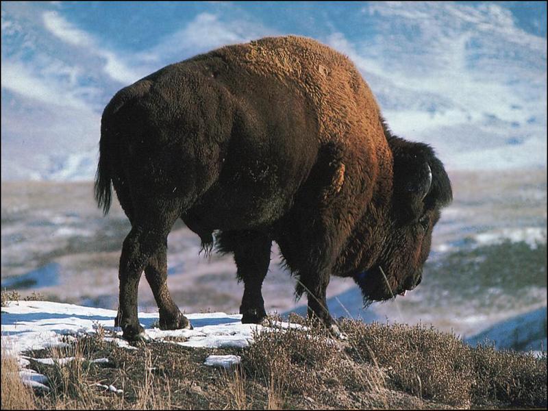 American Bison (Bison bison) {!--아메리카들소-->; DISPLAY FULL IMAGE.