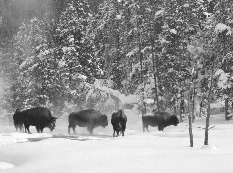 American Bison herd (Bison bison) {!--아메리카들소--> in snow forest; DISPLAY FULL IMAGE.