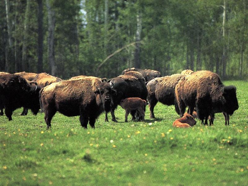 American Bison herd (Bison bison) {!--아메리카들소-->; DISPLAY FULL IMAGE.