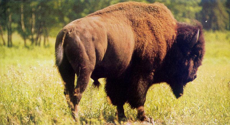 American Bison (Bison bison) {!--아메리카들소--> - Canada; DISPLAY FULL IMAGE.