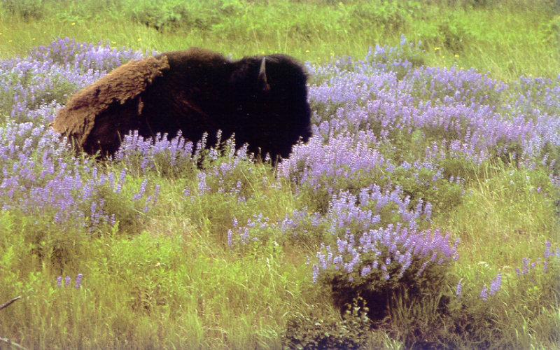 American Bison (Bison bison) {!--아메리카들소-->; DISPLAY FULL IMAGE.