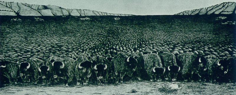 American Bison herd (Bison bison) {!--아메리카들소-->; DISPLAY FULL IMAGE.