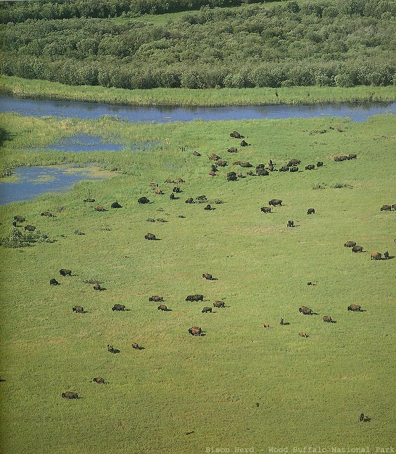 American Bison herd (Bison bison) {!--아메리카들소--> - Canada; DISPLAY FULL IMAGE.