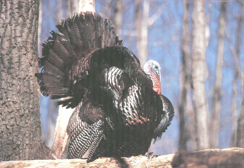 Eastern Wild Turkey (Meleagris gallopavo silvestris) {!--야생 칠면조 동부 아종-->; DISPLAY FULL IMAGE.