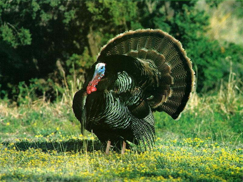 Wild Turkey (Meleagris gallopavo) {!--야생칠면조-->; DISPLAY FULL IMAGE.