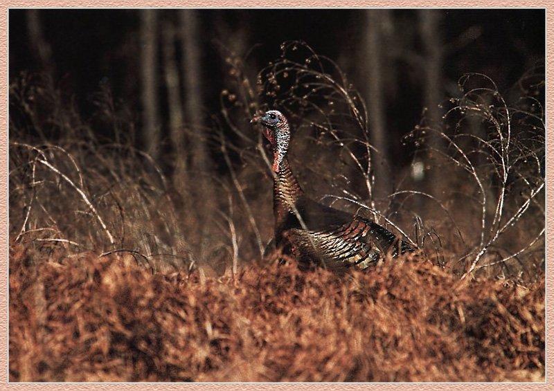 Ocellated Turkey (Meleagris ocellata) {!--구슬칠면조-->; DISPLAY FULL IMAGE.