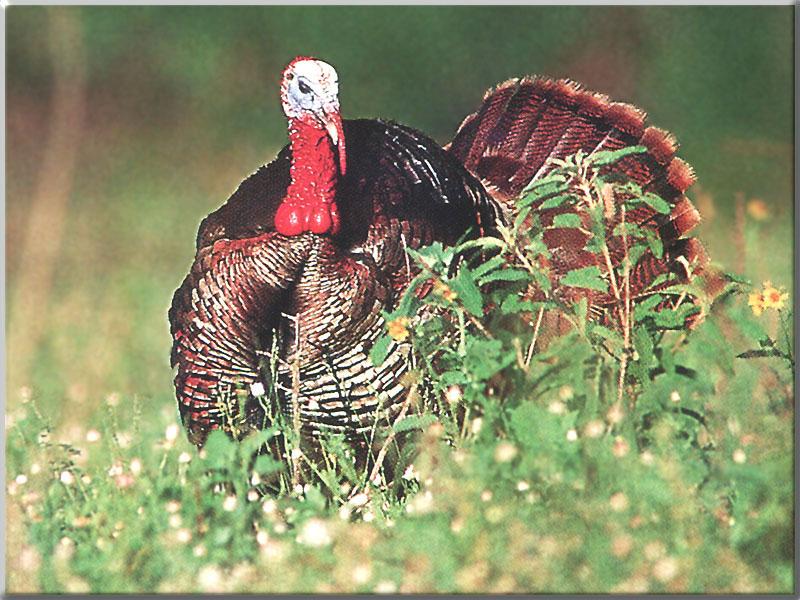 Wild Turkey (Meleagris gallopavo) {!--야생칠면조-->; DISPLAY FULL IMAGE.