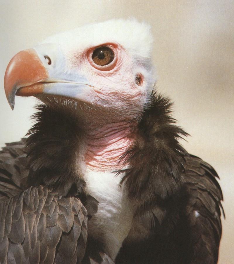 White-headed Vulture's Face; DISPLAY FULL IMAGE.