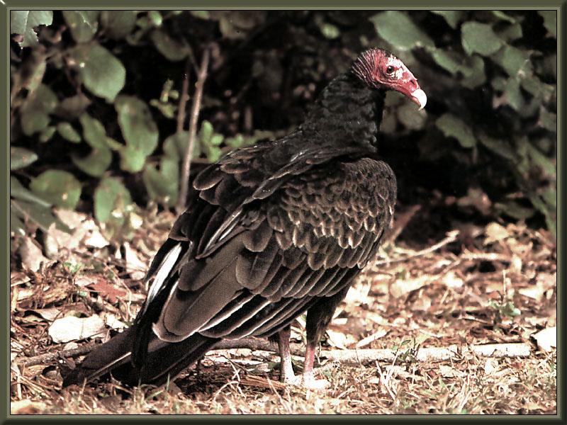 Turkey Vulture (Cathartes aura) {!--칠면조수리-->; DISPLAY FULL IMAGE.