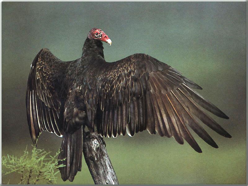 Turkey Vulture (Cathartes aura) {!--칠면조수리-->; DISPLAY FULL IMAGE.