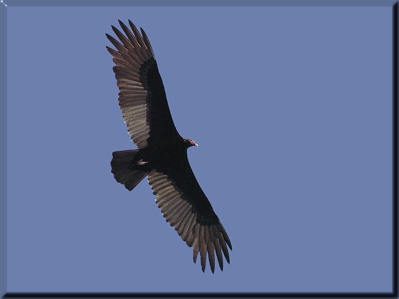 Turkey Vulture (Cathartes aura) {!--칠면조수리-->; DISPLAY FULL IMAGE.