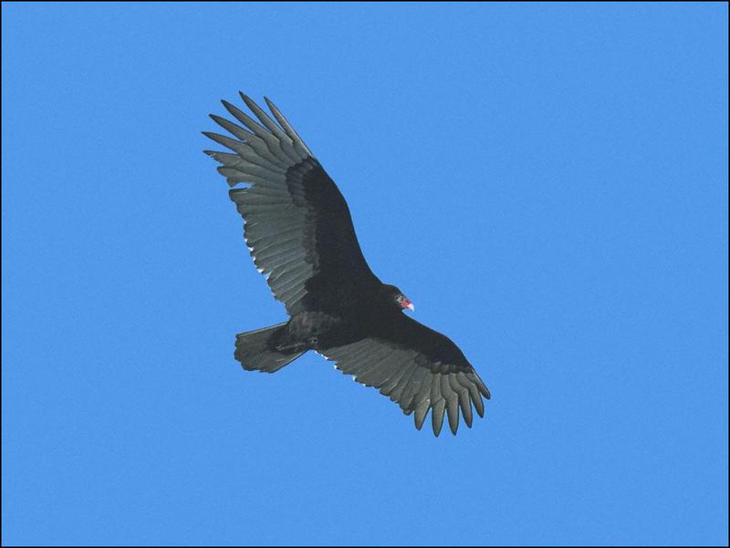 Turkey Vulture (Cathartes aura) {!--칠면조수리-->; DISPLAY FULL IMAGE.