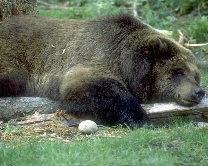 Brown Bear (Ursus arctos) {!--북아메리카 불곰-->; DISPLAY FULL IMAGE.