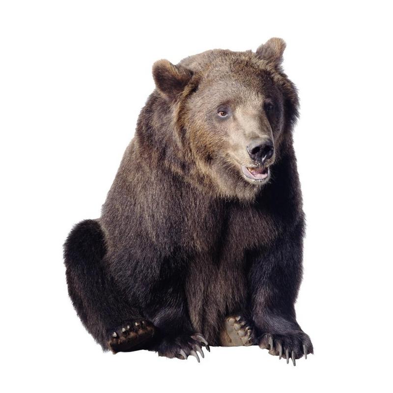 Brown Bear (Ursus arctos) {!--불곰-->; DISPLAY FULL IMAGE.