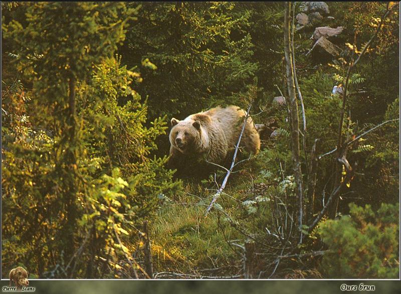 Brown Bear (Ursus arctos) {!--북아메리카 불곰-->; DISPLAY FULL IMAGE.