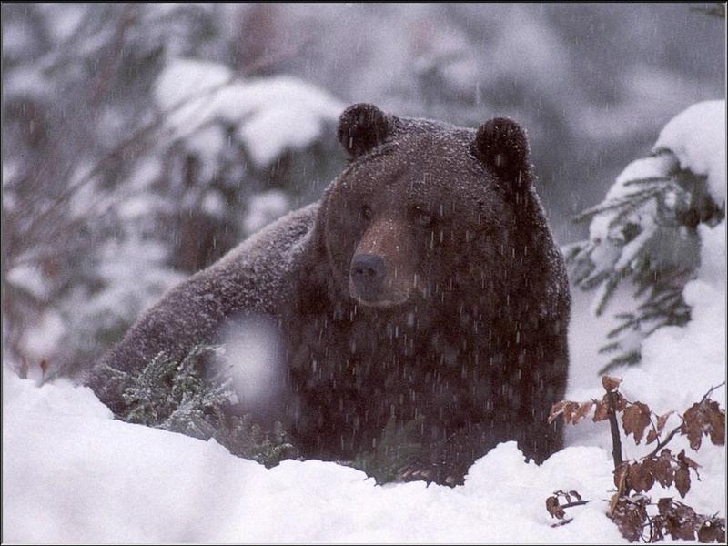 Brown Bear (Ursus arctos) {!--북아메리카 불곰-->; DISPLAY FULL IMAGE.