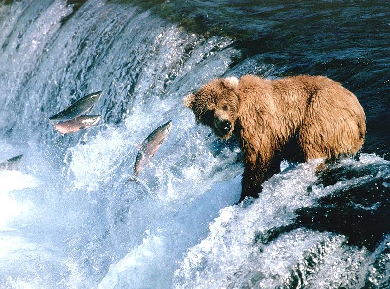 Brown Bear (Ursus arctos) {!--북아메리카 불곰-->; DISPLAY FULL IMAGE.