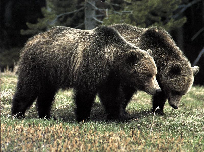 Grizzly Bears (Ursus arctos horribilis) {!--회색곰(불곰 아종)-->; DISPLAY FULL IMAGE.