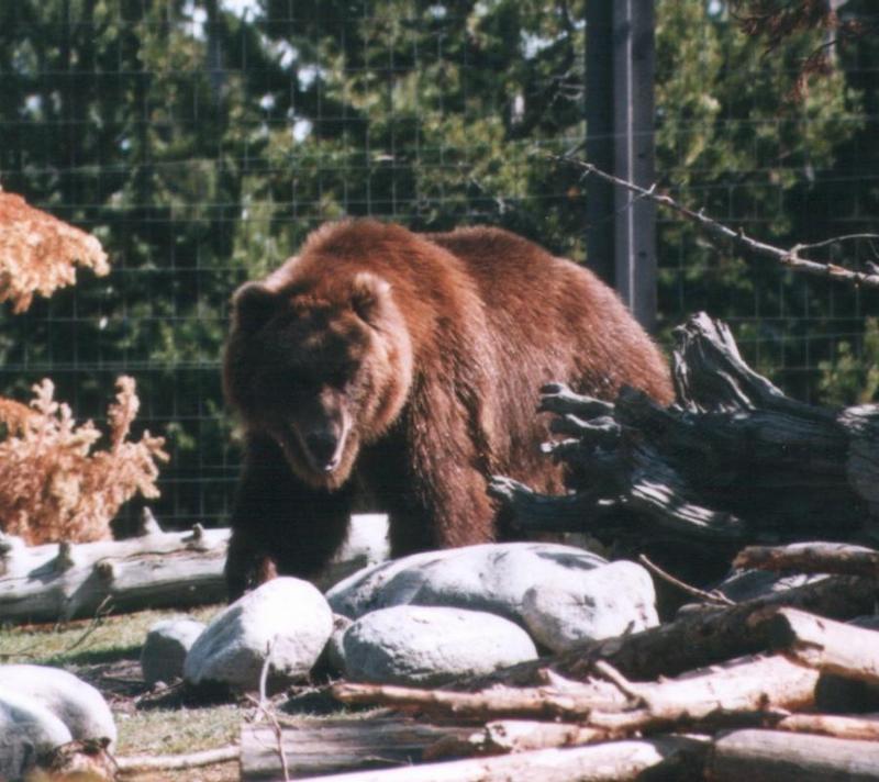 Grizzly Bear (Ursus arctos horribilis) {!--회색곰(불곰 아종)-->; DISPLAY FULL IMAGE.