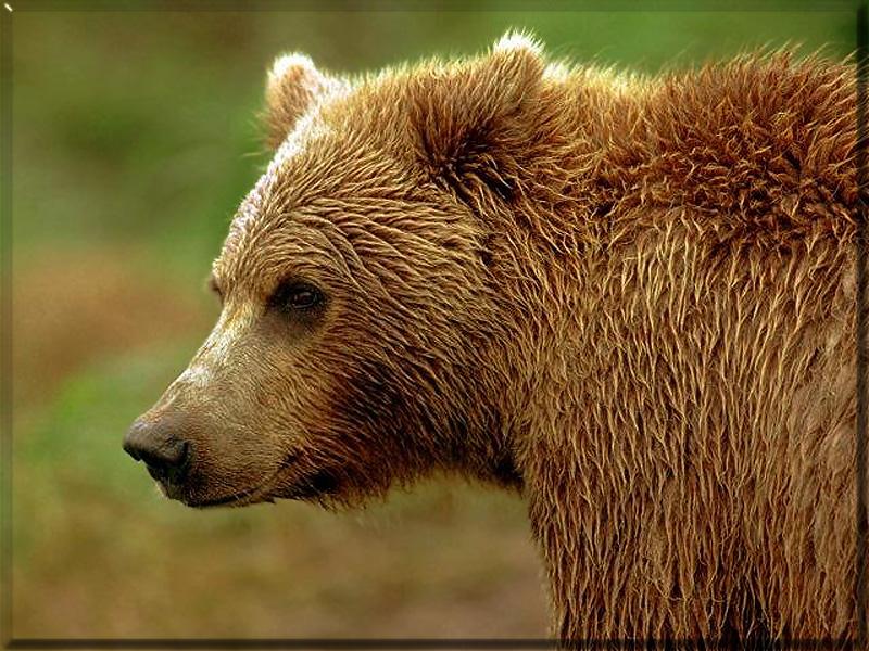 Grizzly Bear (Ursus arctos horribilis) {!--회색곰(불곰 아종)-->; DISPLAY FULL IMAGE.
