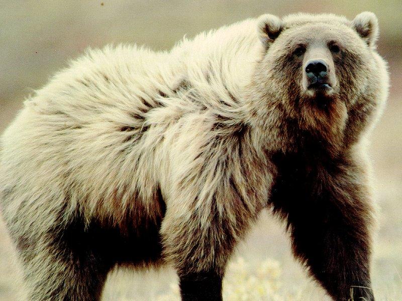 Grizzly Bear (Ursus arctos horribilis) {!--회색곰(불곰 아종)-->; DISPLAY FULL IMAGE.
