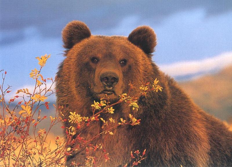 Grizzly Bear (Ursus arctos horribilis) {!--회색곰(불곰 아종)-->; DISPLAY FULL IMAGE.