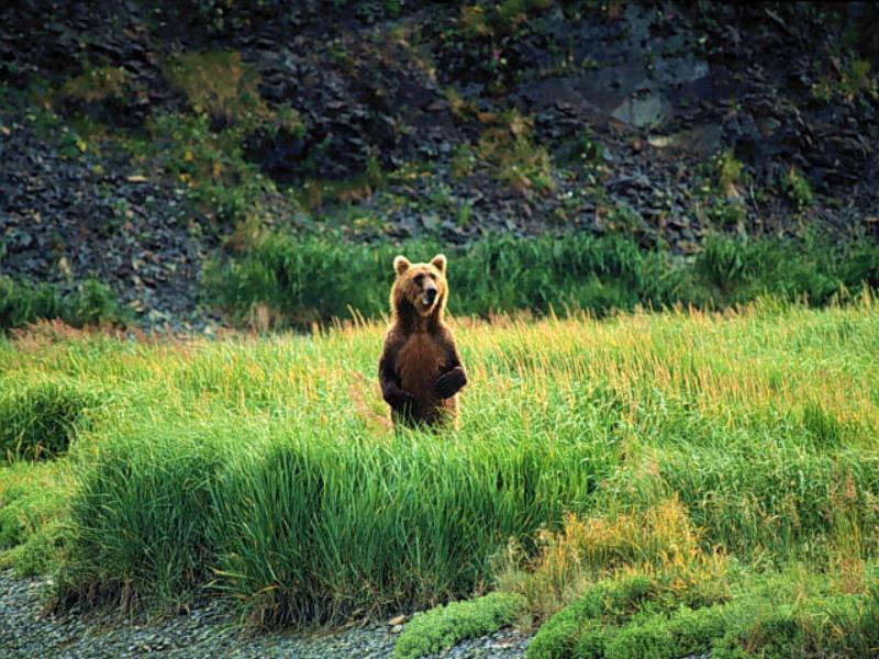 Grizzly Bear (Ursus arctos horribilis) {!--회색곰(불곰 아종)-->; DISPLAY FULL IMAGE.