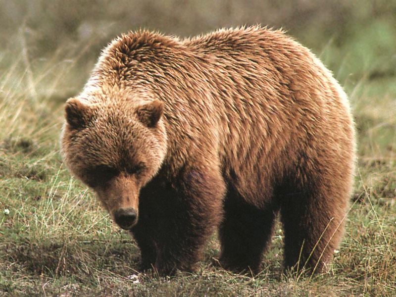 Grizzly Bear (Ursus arctos horribilis) {!--회색곰(불곰 아종)-->; DISPLAY FULL IMAGE.