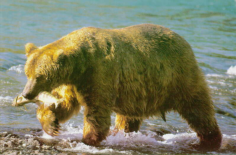 Grizzly Bear (Ursus arctos horribilis) {!--회색곰(불곰 아종)-->; DISPLAY FULL IMAGE.