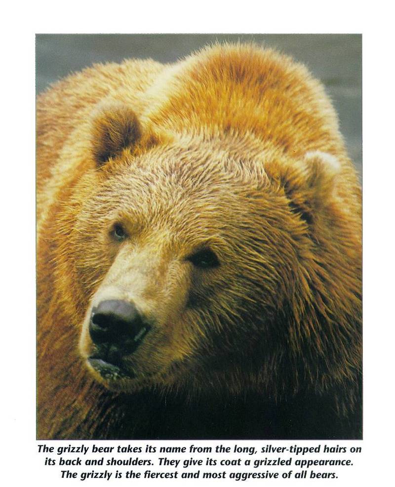 Grizzly Bear (Ursus arctos horribilis) {!--회색곰(불곰 아종)-->; DISPLAY FULL IMAGE.