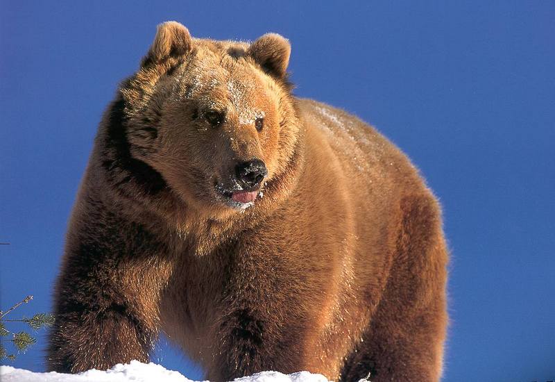 Grizzly Bear (Ursus arctos horribilis) {!--회색곰(불곰 아종)-->; DISPLAY FULL IMAGE.