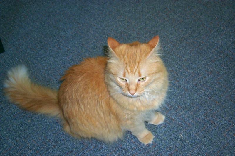 Feral Cat (Felis silvestris catus) {!--고양이-->; DISPLAY FULL IMAGE.