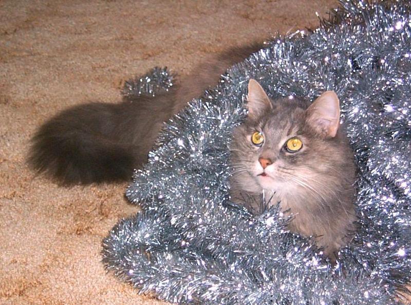 Feral Cat (Felis silvestris catus) {!--고양이-->; DISPLAY FULL IMAGE.