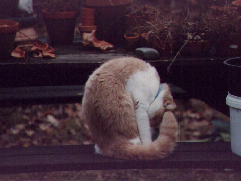 Feral Cat (Felis silvestris catus) {!--고양이-->; DISPLAY FULL IMAGE.