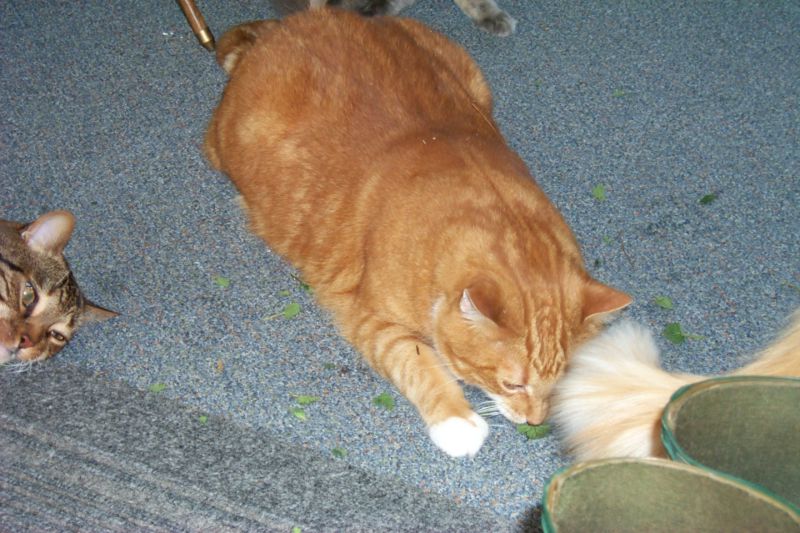 Feral Cats (Felis silvestris catus) {!--고양이-->; DISPLAY FULL IMAGE.