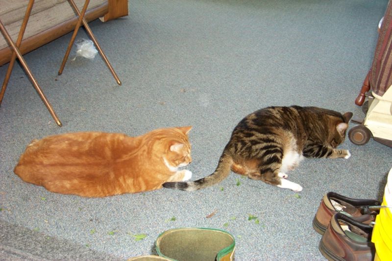 Feral Cats (Felis silvestris catus) {!--고양이-->; DISPLAY FULL IMAGE.