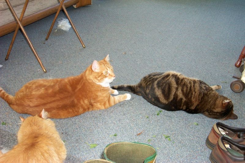 Feral Cats (Felis silvestris catus) {!--고양이-->; DISPLAY FULL IMAGE.